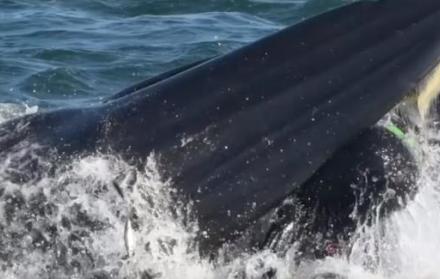 Una ballena se traga a un buzo y luego lo escupe
