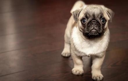 Te damos consejos avalados por una especialista para que cuides de la manera adecuada a tu cachorrito.