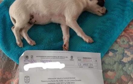 El cachorro tras las detonaciones comenzó a convulsionar lo que le provocó daños en su cerebro.