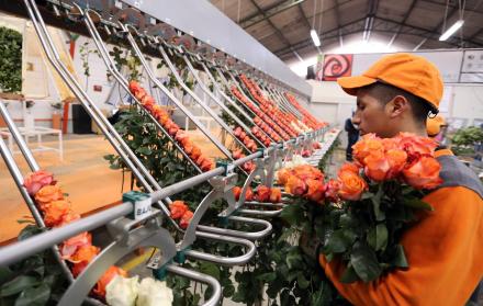 Un trabajador de la finca Angyrose coloca las rosas en la Rosematic 2.0 para clasificarlas.