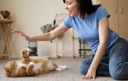 Referencial. La terapia del ronroneo gatuno se usa hace varios años en las empresas japonesas.
