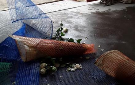 Destrozos en hacienda florícolas.