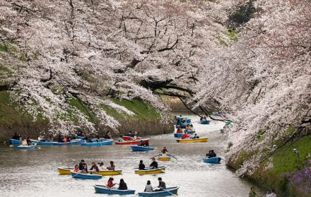 Tokio celebra el florecimiento de los cerezos 