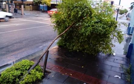 La lluvia deja árboles caídos en Guayaquil