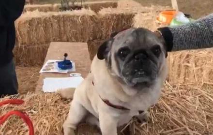 Maxi, de 10 años, sufrió este maltrato por parte de sus exdueños.