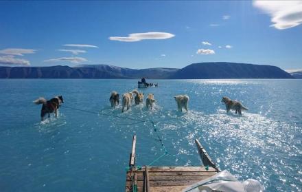 Siete perros esquimales tiran de un trineo, mientras, literalmente, caminan sobre el agua, que solía ser una zona cubierta de hielo.