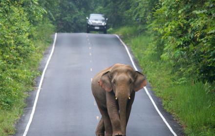 Elefante se echa encima de un carro con turistas