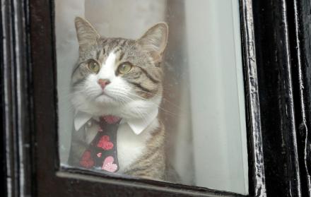 James fue retirado de la Embajada de Ecuador en Londres.