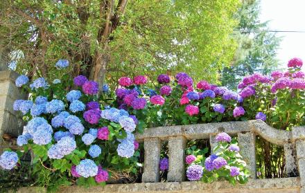 Hortensias: Demandan de bastante agua. En épocas muy calurosas hay que hidratarlas a diario.