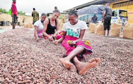 Labor. Un grupo de mujeres seleccionaba granos de cacao, el pasado 3 de julio en Abiyán (Costa de Marfil).