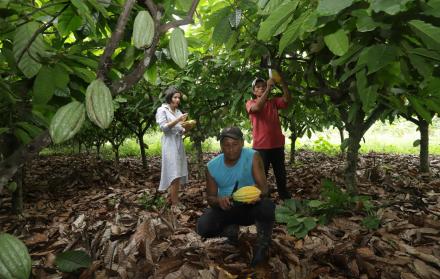 Mucho de su cacao proviene del 30 % de plantaciones que se salvaron de la plaga ‘escoba de bruja’.