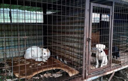 Cerrar granjas de carne de perro copa cada vez más focos en Corea del Sur