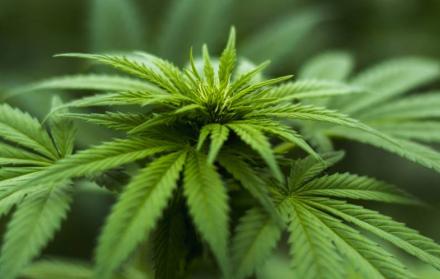 ExpoCannabis convoca a miles de argentinos curiosos sobre el uso terapéutico de la planta