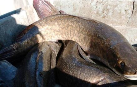 Piden matar a pez cabeza de serpiente por considerarlo invasivo y peligroso