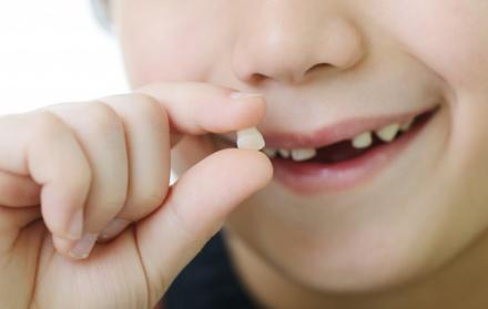 Los llamados dientes de leche contienen células madre, que pueden contribuir a regenerar diferentes partes del cuerpo.