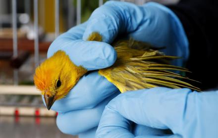 El comercio ilegal de animales, un creciente y cruel mercado negro en América