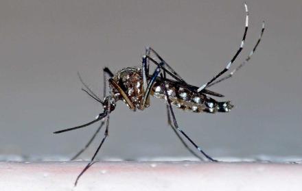 El Aedes aegypti, el mosquito de la fiebre amarilla, es un culícido que puede ser portador del virus del dengue.