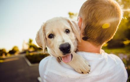 Referencial. Con la ayuda de un médico veterinario se puede lograr buenos resultados y una sana convivencia.