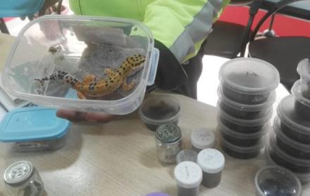 Entre las especies rescatadas se encuentran 20 geckos leopardo.