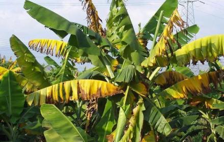 Uno de los síntomas del fusarium raza 4 es la coloración amarilla en las plantaciones.