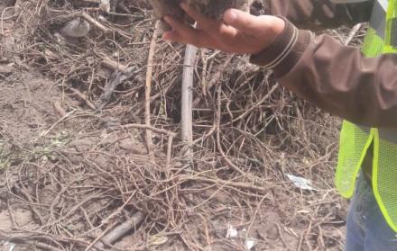 Entre los huesos encontrados había un cráneo y un fémur.