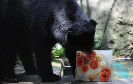 Un oso del Jardín Zoológico de Río de Janeiro, el más antiguo de Brasil, recibe bloques de hielo elaborados con sus alimentos habituales para combatir las elevadas temperaturas.