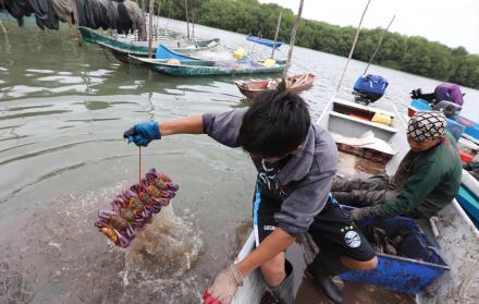 Un estudio expone resultados alarmantes sobre la bioacumulación de basura que afecta a los cangrejos.