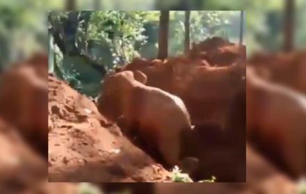 Madre de elefante agradece a humanos por salvar a su cria