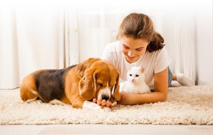 Más o menos se elaboran 10 millones de kilos de croquetas para perros, lo que genera unos $ 53 millones.