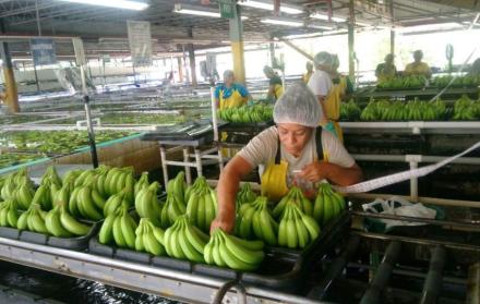 Imagen referencial. El BID busca recabar en los países bananeros de la región información sobre el hongo Fusarium. (Expreso)