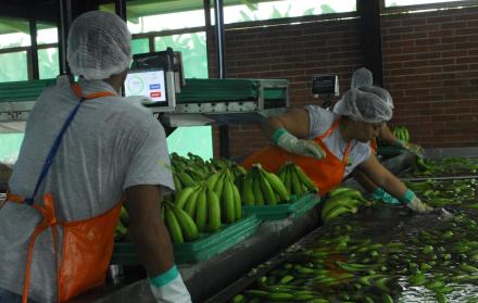 Las exportaciones ecuatorianas de banano de enero a junio de 2019 se ubicaron en 187,38 millones de cajas.