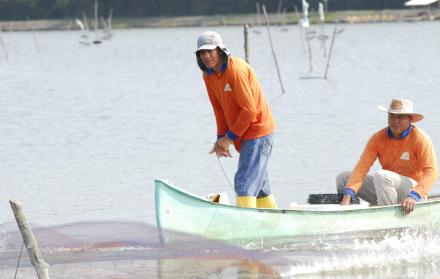 Camarón. Trabajadores toman muestras en camaronera de El Oro.