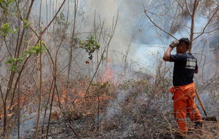 Incendios en Bolivia no dan tregua y daños a la fauna son incalculables