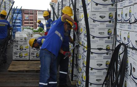 El banano, el producto estrella de la canasta exportadora,  también registró un descenso de un 5,6 % en su oferta. 