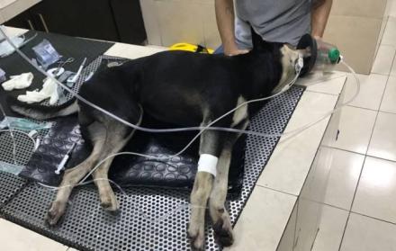 En Twitter, varios usuarios han mostrado su rechazo e indignación ante este acto que, según Rescate Animal, “no es la primera vez que sucede”.