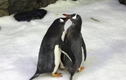 Pareja de pingüinos macho se convierte en padres en Australia