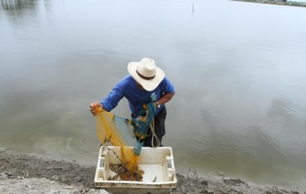 Cultivo. En la provincia de El Oro cada día aumenta la productividad y hay nuevas hectáreas de piscinas.