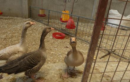 Avícola Jimmy. En este local, ubicado en la vía Perimetral, se faena el animal en el momento de comprarlo.