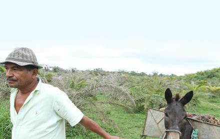 Subsistencia. Winston Figueroa cosecha lo que puede en un joven sembrío afectado.