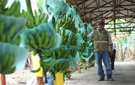 Profesor. Llerena es catedrático de Fisiología Vegetal y Agroecología en la Universidad Católica de Guayaquil.
