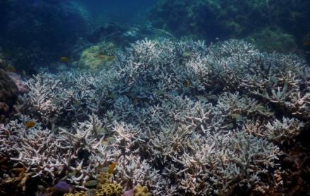 Imagen facilitada por el Centro de Excelencia de Estudios de Arrecifes Coralinos que muestra el blanqueo del coral. 