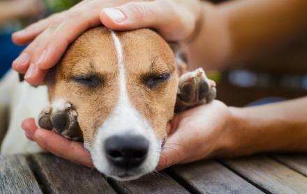 Referencial. Se presume que el veneno usado es para ratas. 