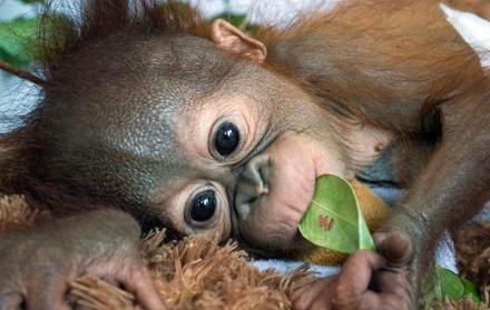 Una orangutana bebé fue presentada en zoológico de París