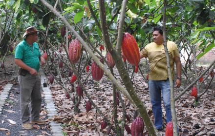 Importancia.  Entre Holanda, Alemania, Bélgica compraron el 24,7 % del cacao que Ecuador exportó durante el 2017, esto es, unos $ 170 millones.