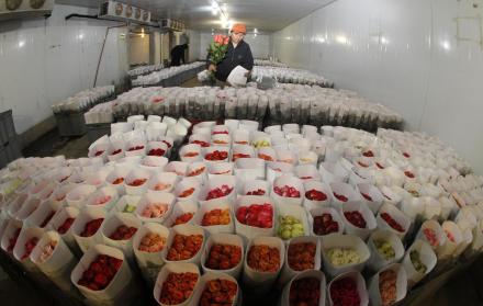 Exportación de Rosas.