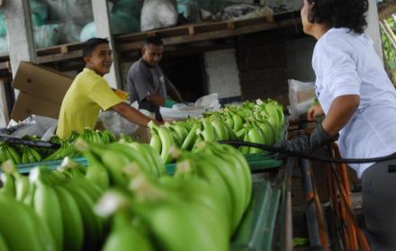 Imagen referencial. El banano es la gran decepción.