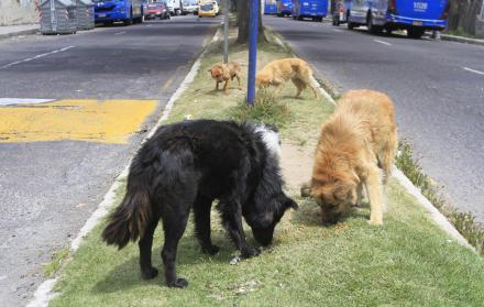 Usual. Las mordidas por peleas entre canes son las más usuales en las agresiones cometidas por perros.