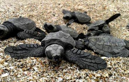 Referencial. Las tortugas marinas son especies protegidas a nivel mundial.