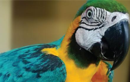 El guacamayo azul-amarillo es uno de los loros más grandes del planeta.