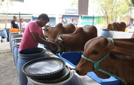Preparativos. El ganado que va a participar en la feria empezó a llegar al recinto ubicado en Durán.